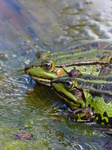 FZ008241 Marsh frogs (Pelophylax ridibundus) on plank.jpg